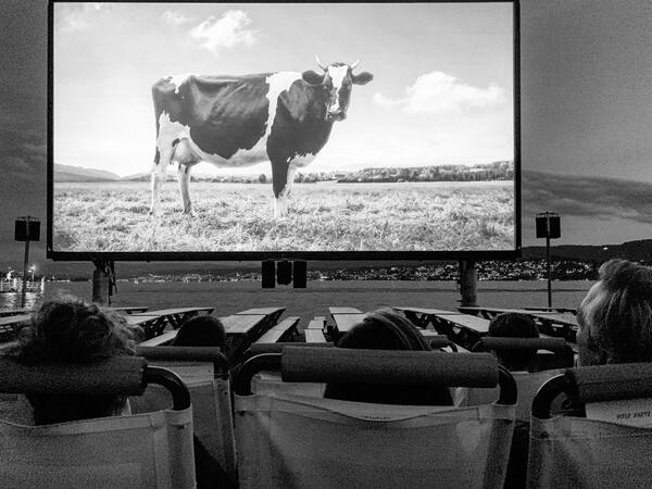 outdoor movie screen with people watching a cow movie