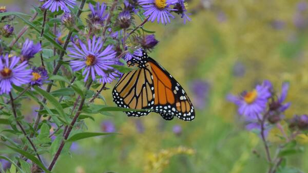 monarch butterfly on purple aster