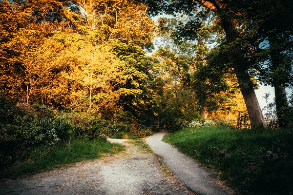 A wide shot of a sunny forest path