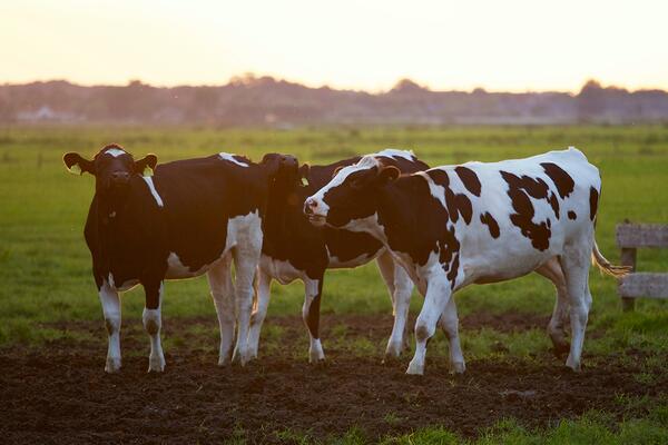 Cows in the sunset