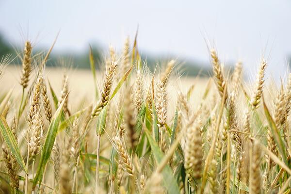 A close up of a wheat field