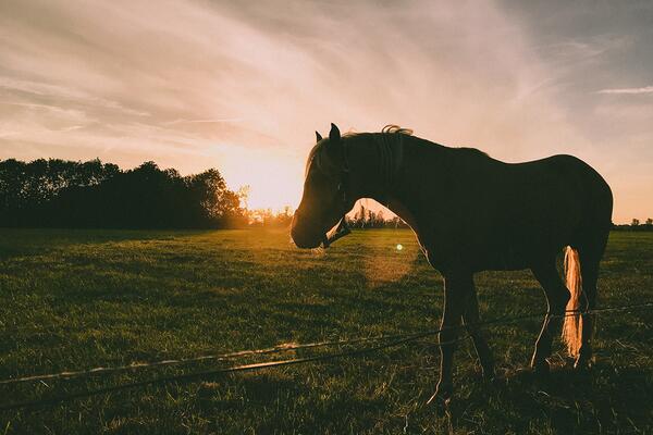A horse with a sunset behind it