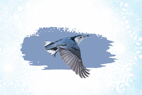 A blue bird flying with a graphic of snowflakes behind it.