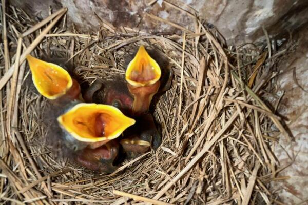 baby bluebirds in a nest