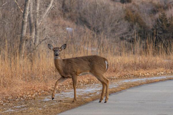 A white tailed deer crosses a road in fall
