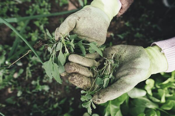Gloved hands over soil holding pulled out plants