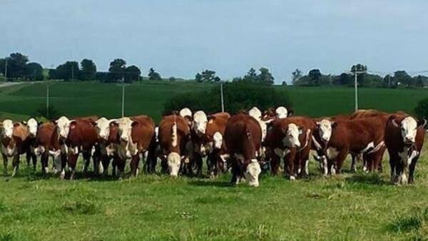 Hereford cows on pasture