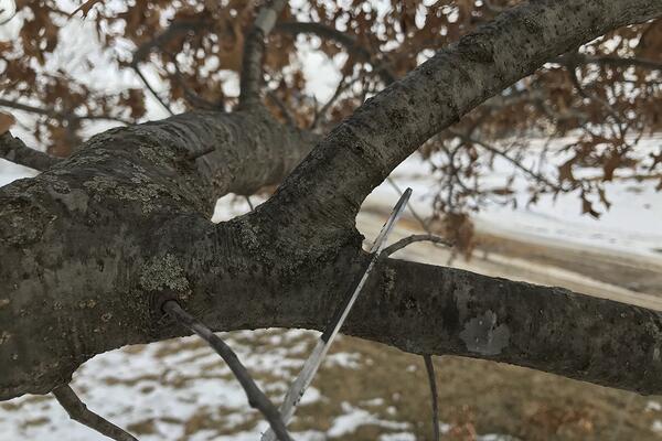 A hand saw cutting into a branch to prune it at the proper location