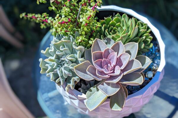 Several different succulent plants in a small planter