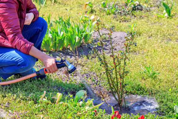 Individual leaning down to water a rose bush with a hose.