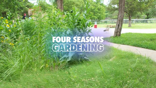 four seasons gardening rain garden essentials