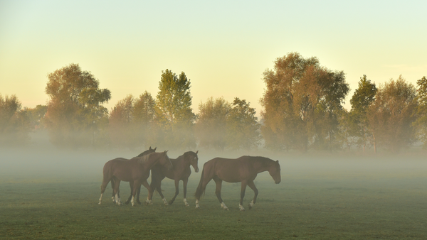 Horses in a mist.