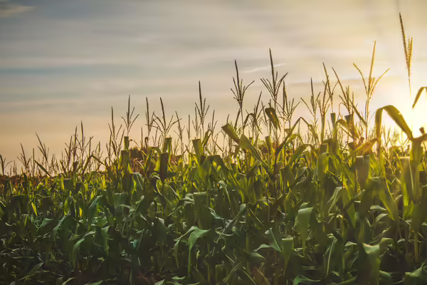 corn with a sunrise