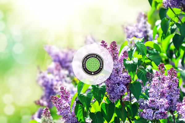 lilac bushes