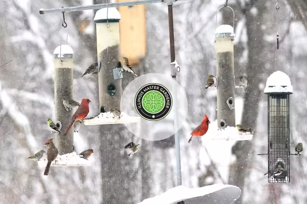 birds in the winter at all different kinds of feeders