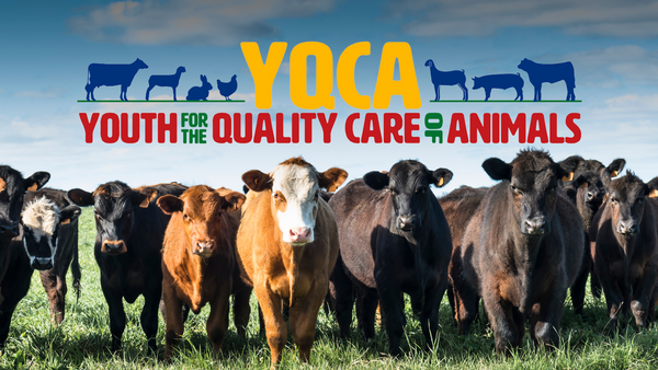 A herd of cattle in a green pasture with blue sky. On top of image is the YQCA - Youth for the Quality Care of Animals logo