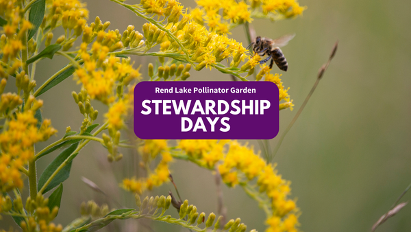 Yellow plants with a bee on them and "Rend Lake Pollinator Garden Stewardship Days" text.