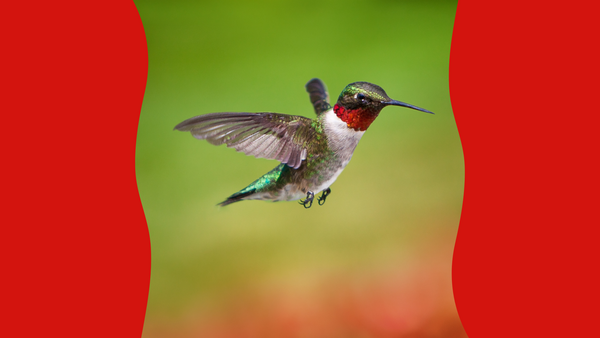 Red-throated hummingbird eating from red flower.