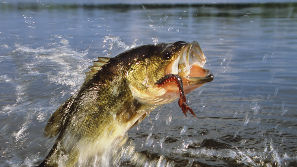A largemouth bass hopping out of the water.