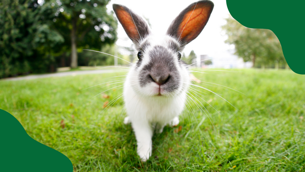 A rabbit in grass.