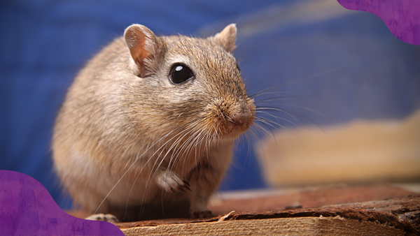 A gerbil sitting on a table.