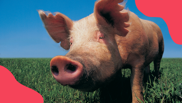 A pig in a field.