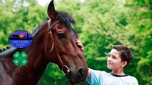 boy petting a dark brown horse