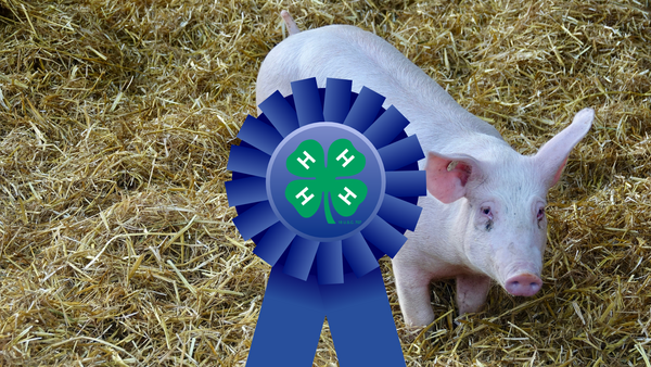 pig standing on straw, behind a blue ribbon