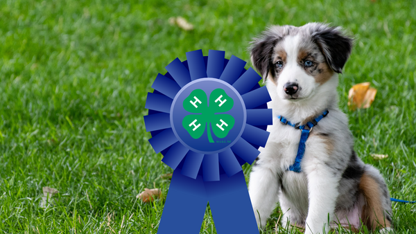 white and brown dog sitting on green grass, behind a blue ribbon