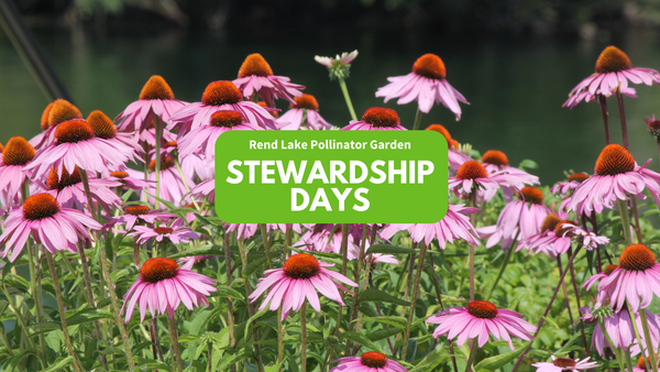 A field of pollinator plants (purple cone flowers) with Rend Lake Pollinator Garden Stewardship Days text.