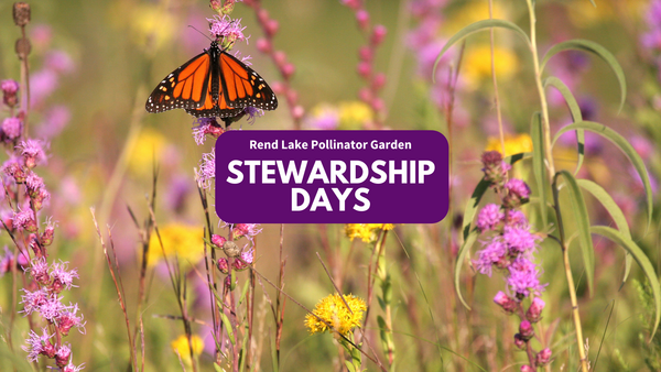 A butterfly on purple and yellow flowers with Rend Lake Pollinator Garden Stewardship Days text.