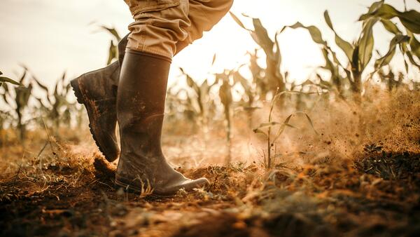 Person in boots walking through a dusty corn field.