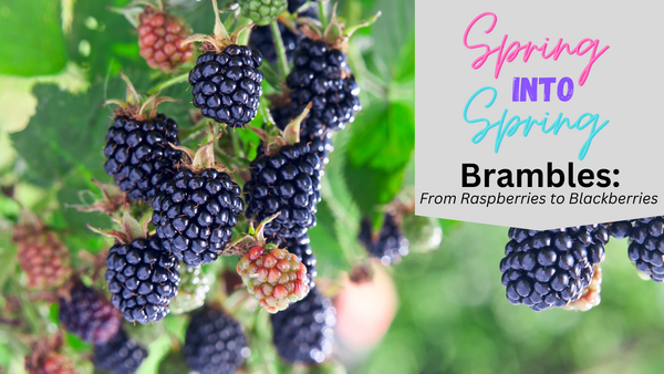 Blackberries on branch