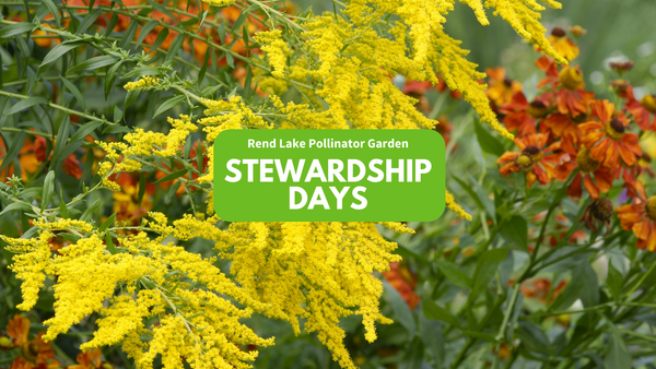 Yellow and orange plants with "Rend Lake Pollinator Garden Stewardship Days" text.