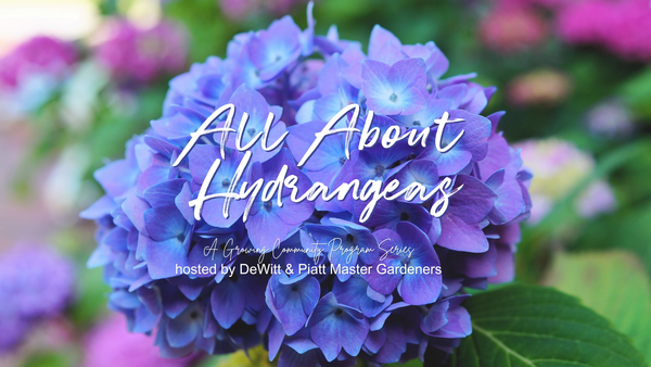 All About Hydrangeas, purple hydrangeas pictured with wording overlayed