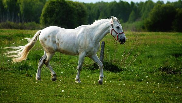 White horse running through field