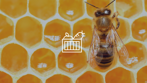 A bee on a honeycomb.