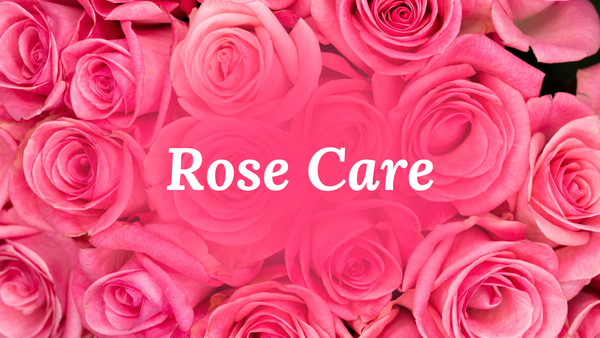 Rose Care