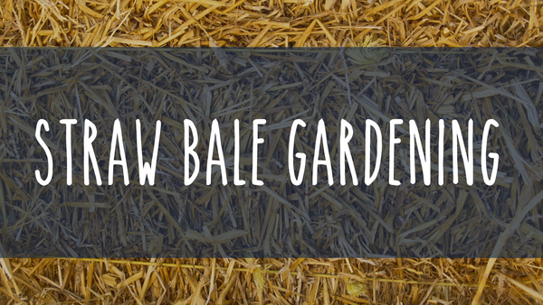 bright yellow straw with a navy semi-transparent banner across the front and an overlay of white text that says Straw Bale Gardening