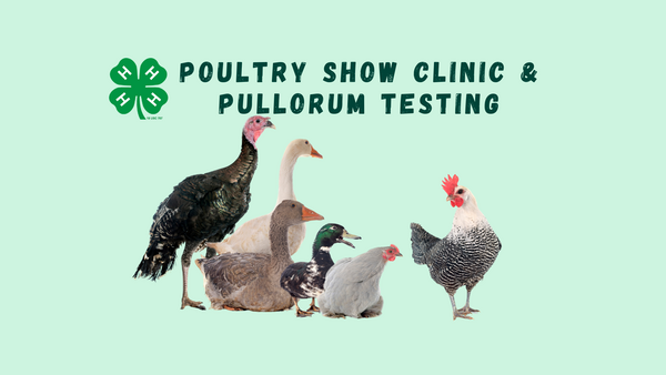 Poultry Show Clinic and Pullorum Testing; chickens and ducks pictured 