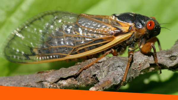 A cicadas sitting on a tree branch,