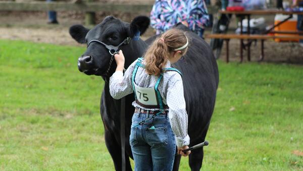girl holding a haltered black beef calf