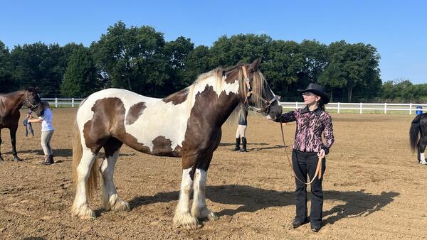 Teen handling a large pinto horse