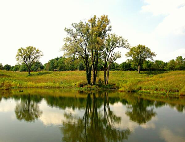 a still pond in a field of tall green grass with a few trees growing on the edge of the pond