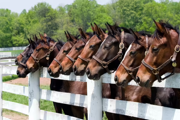 Horse by a gate