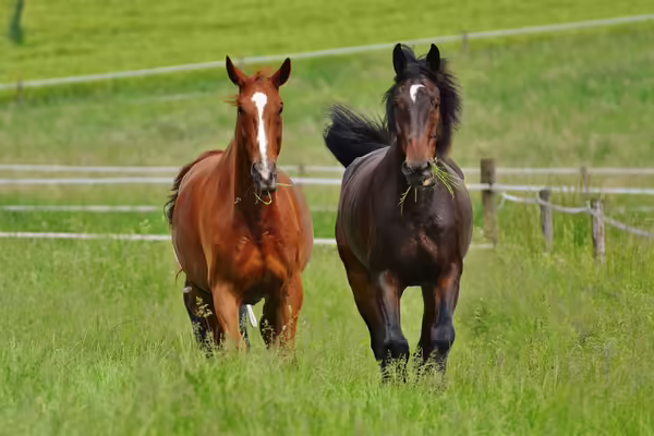 Two horses in a field.