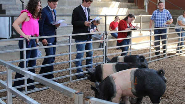 Youth participate in livestock judging.