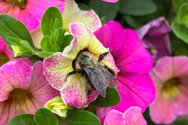 A bee stuffing itself into a flower to pollinate it.