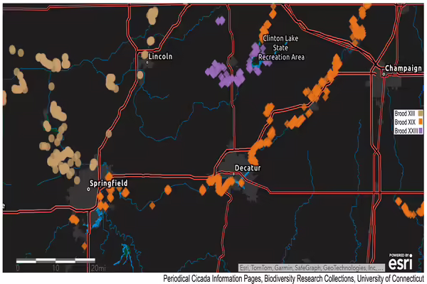 Periodical cicada map of emergence