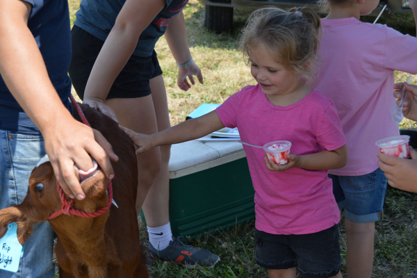 A little girl pets a calf while holding ice cream.